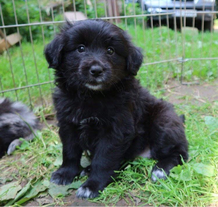 Puppy